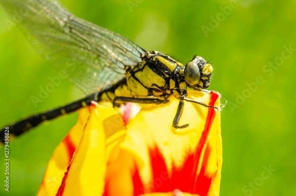 Obraz Dragonfly on a yellow and red flower bud.