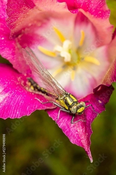 Obraz Dragonfly resting on flower bud with purple flowers.