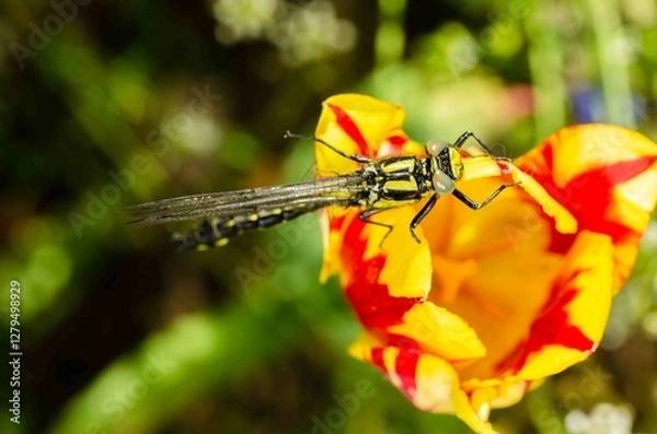 Obraz Dragonfly on a yellow and red flower bud.