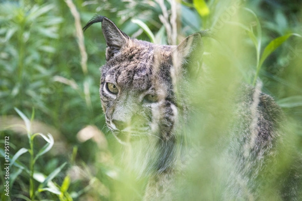 Obraz Lince ibérico
