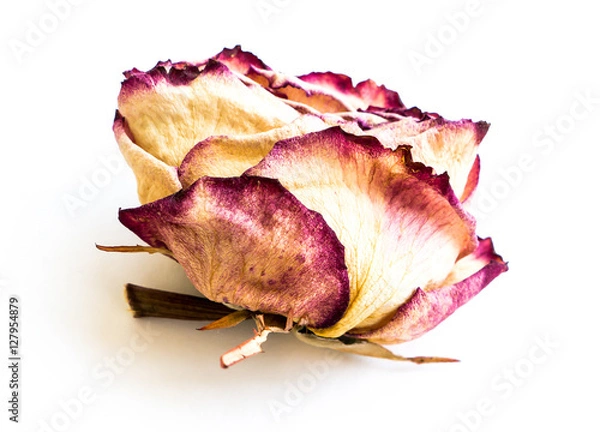Obraz The dried rose.