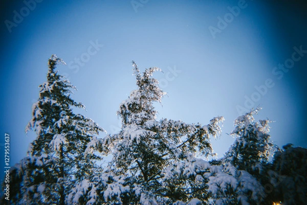 Obraz Freshly Fallen Snow Sits on the Trees