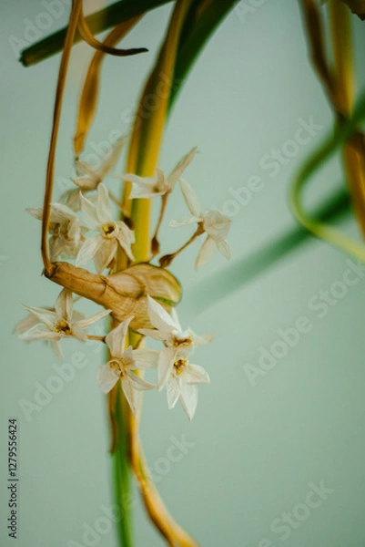 Obraz Drying Paperwhite Flowers Botany Study