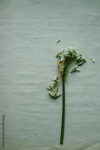 Obraz Drying Paperwhite Flowers Botany Study