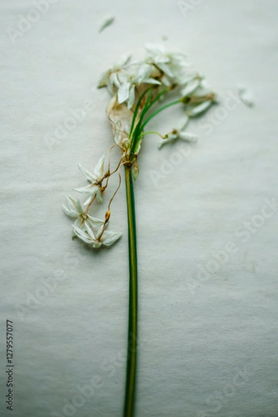 Obraz Drying Paperwhite Flowers Botany Study