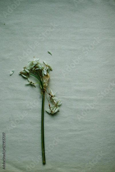 Obraz Drying Paperwhite Flowers Botany Study