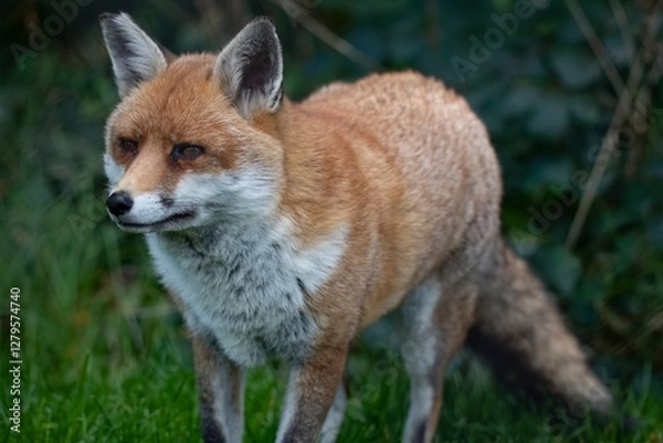 Obraz The Red Fox (Vulpes vulpes).