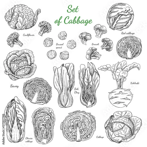 Fototapeta Set cabbage isolated on white background