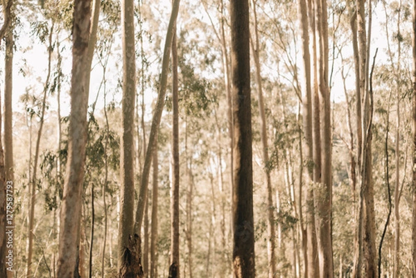 Obraz dry trees with sunlight between them. Eucalyptus trees