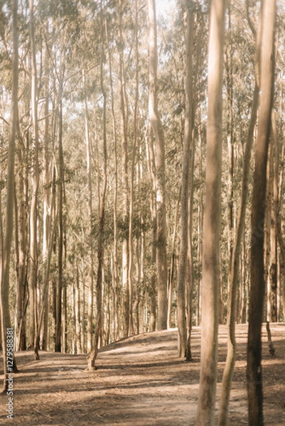 Obraz dry trees with sunlight between them. Eucalyptus trees