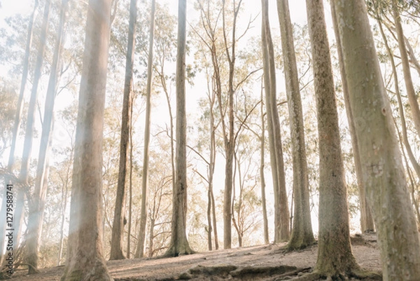 Obraz dry trees with sunlight between them. Eucalyptus trees
