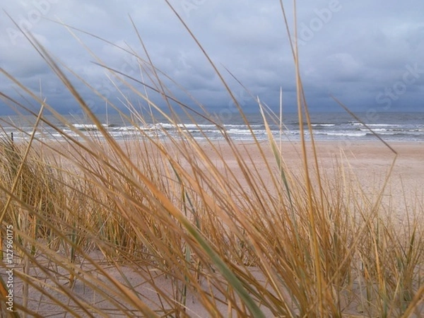 Fototapeta Rushes in the beach