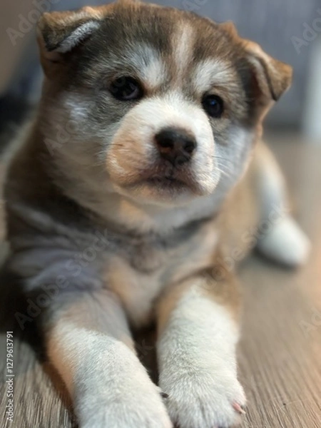 Obraz una perrita muy linda