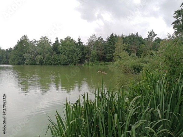 Obraz Greenish lake surrounded by a lush green forest, with ducks swimming alongside their ducklings. A peaceful, natural scene of wildlife and serene water.