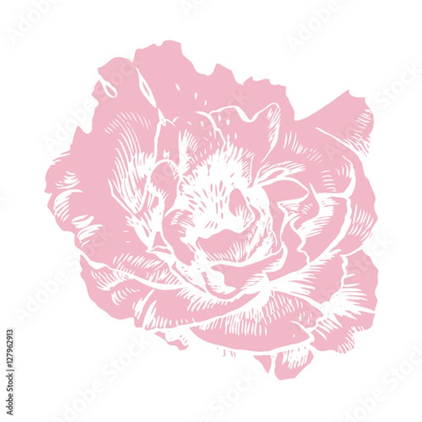 Fototapeta Hand-drawing peonies. Vector graphic flowers. Decorative background for cards, invitations. Template greeting card.