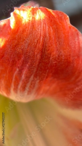 Obraz red tulip flower