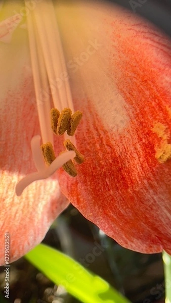 Obraz red and yellow flower