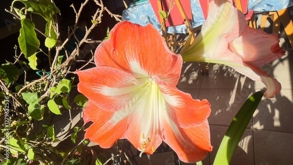 Obraz red and yellow flower