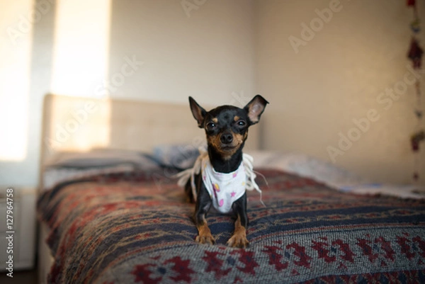 Obraz Dog after a surgical operation