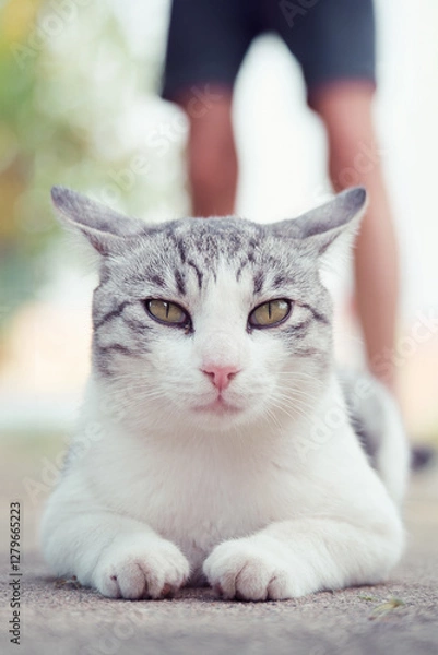 Fototapeta Cute cat portrait with man standing behind