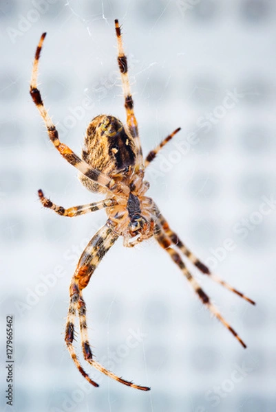 Fototapeta Yellow spider on white background macro shot