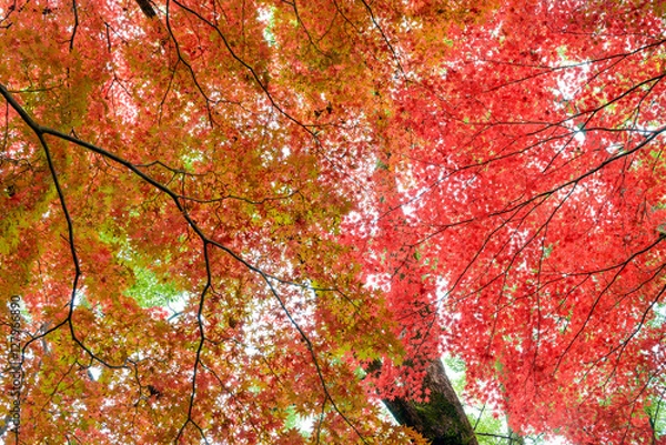 Fototapeta 紅葉の季節