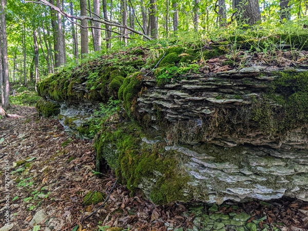 Fototapeta Rock strata in the forest on the Niagara Escarpment. A part of the Bruce Trail in Ontario during summer