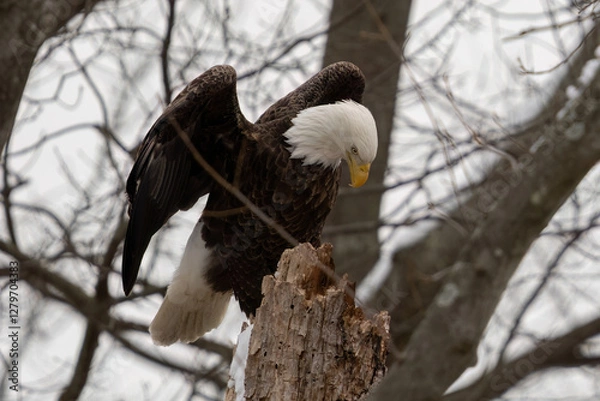 Fototapeta Bald eagle