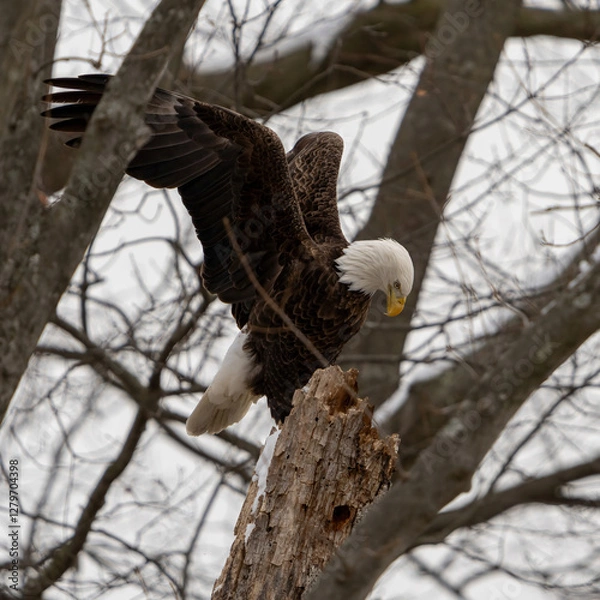 Fototapeta Bald Eagle
