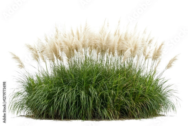 Fototapeta Elegant Pampas Grass Arrangement on Isolated Background for Decorative Use