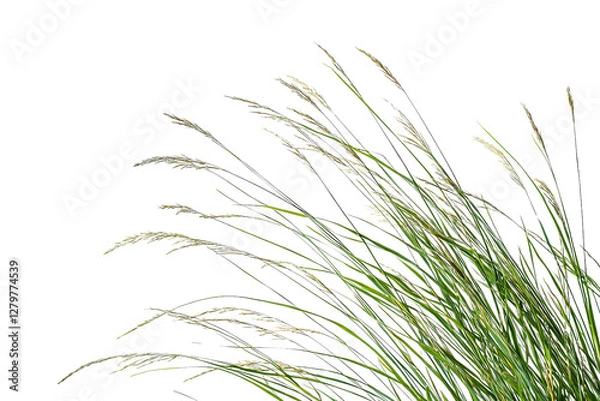 Fototapeta Flowing Grass Blades with Delicate Seed Head on a Transparent Background