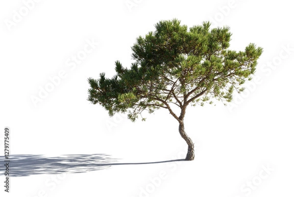 Fototapeta Lone Pine Tree with Curved Trunk and Soft Shadows on White Background