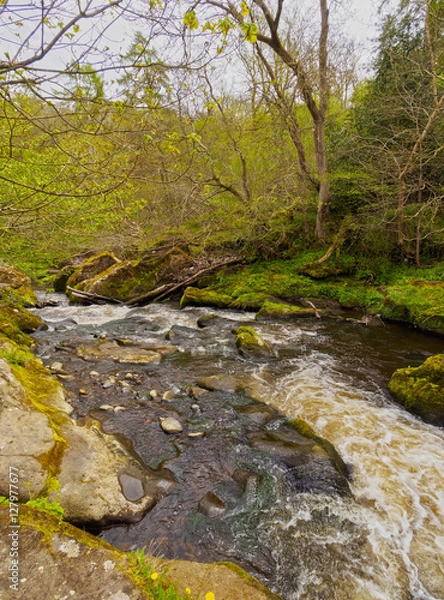 Fototapeta Roslin Glen