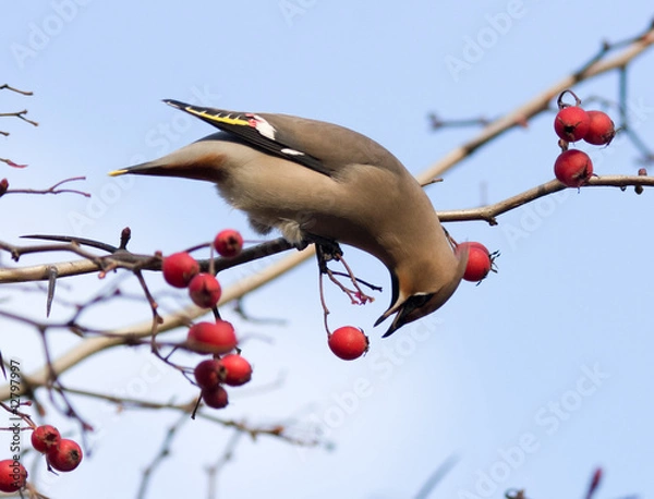 Obraz Bombycilla garrulus, Waxwing