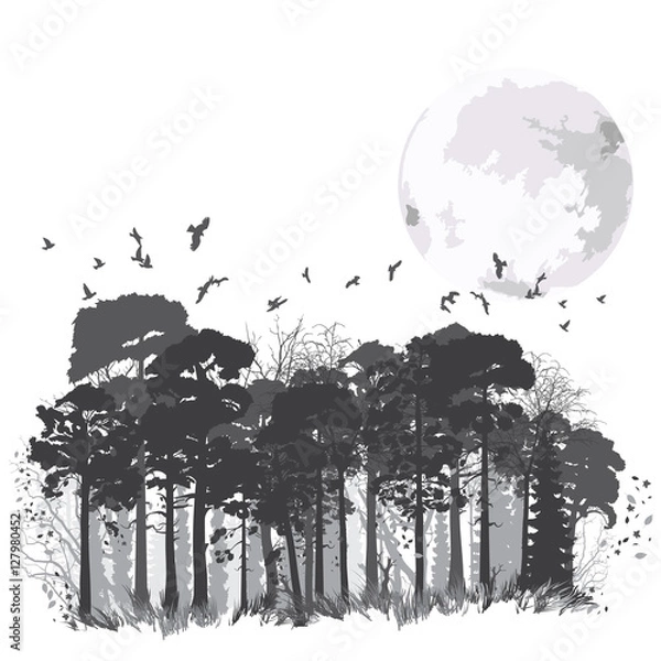 Fototapeta wild coniferous forest