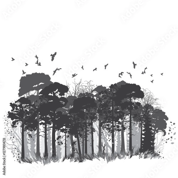 Fototapeta wild coniferous forest