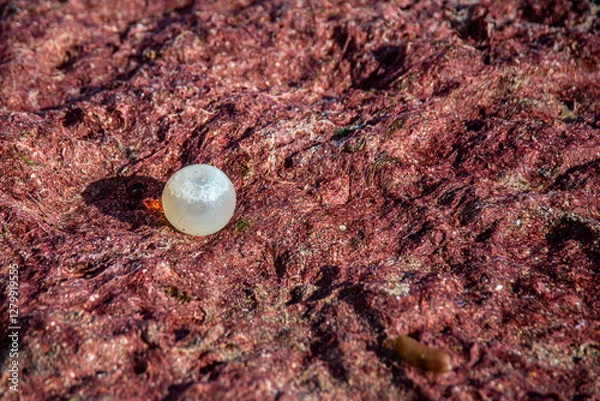 Fototapeta An ovicapsule with black snail embryos on a bed of seaweed