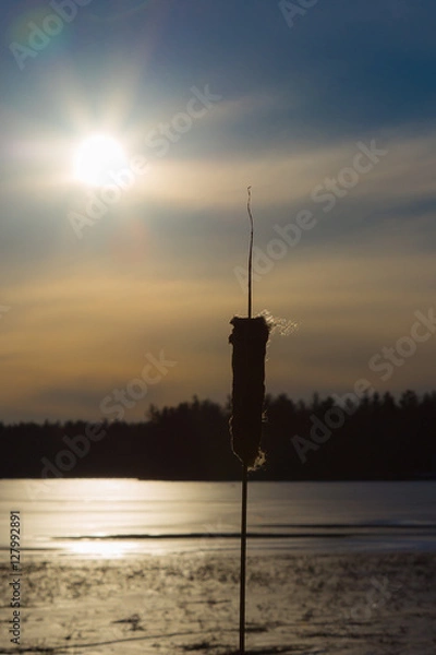 Obraz Cattail