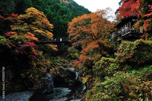Fototapeta 東京都　秋の奥多摩　鳩ノ巣渓谷の紅葉