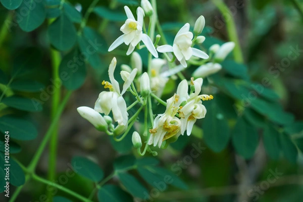 Fototapeta Close up moringa flowers on its tree selective focus