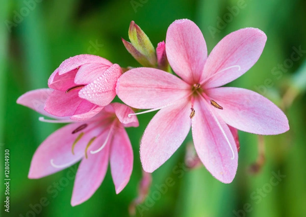 Obraz River Lily Lovelies