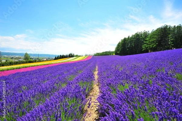 Obraz Colorful Lavender Flower Fields