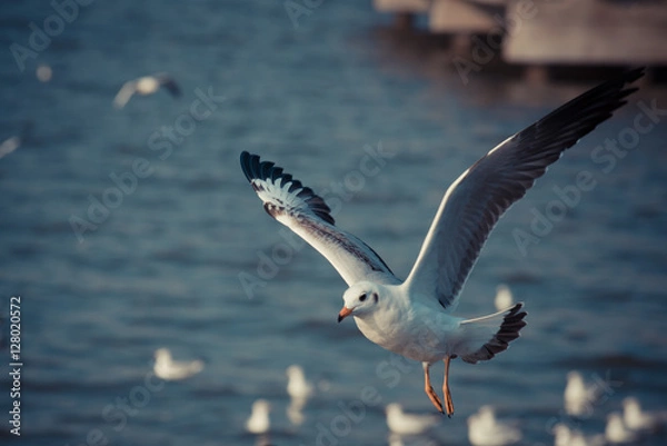 Obraz Flying seagull 