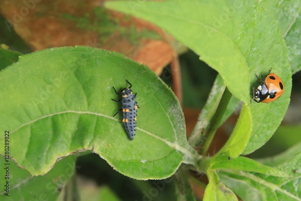 Obraz テントウムシの幼虫と成虫