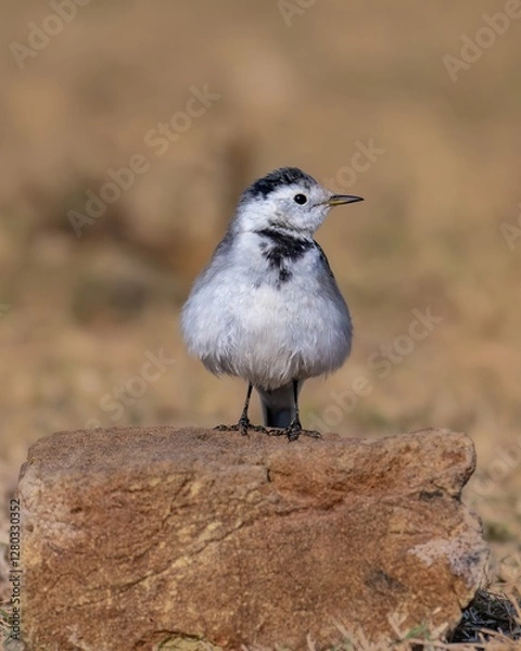 Obraz wagtail bird on a stone