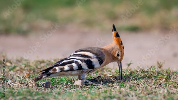 Obraz hoopoe bird digging and eating insects