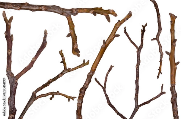 Obraz Tree dry branches without leaves set isolated on white background