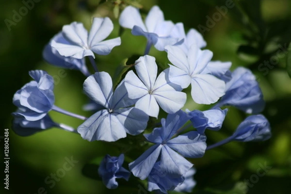 Obraz Pale Blue Flower