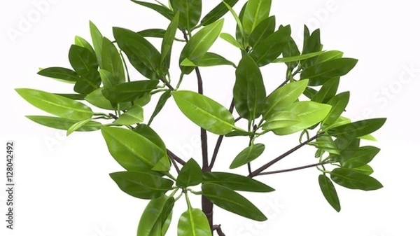 Fototapeta Rhizophora