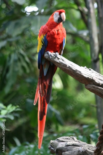Obraz Red Macaw Parrot